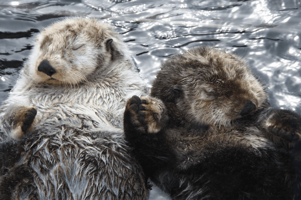 Sea Otter