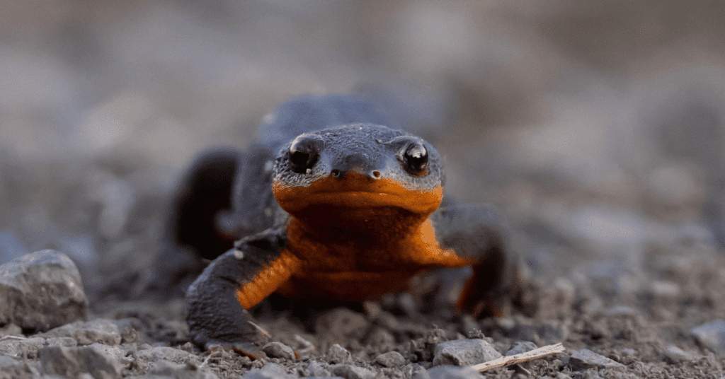 Salamander in Tualatin River by Charlie Sandbo