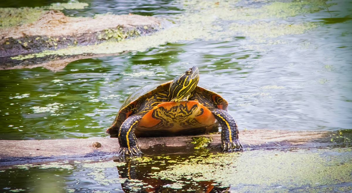 Western painted turtle in Oregon