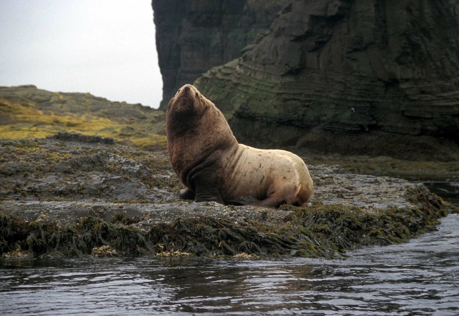 Steller sea lion by Anne Morkill