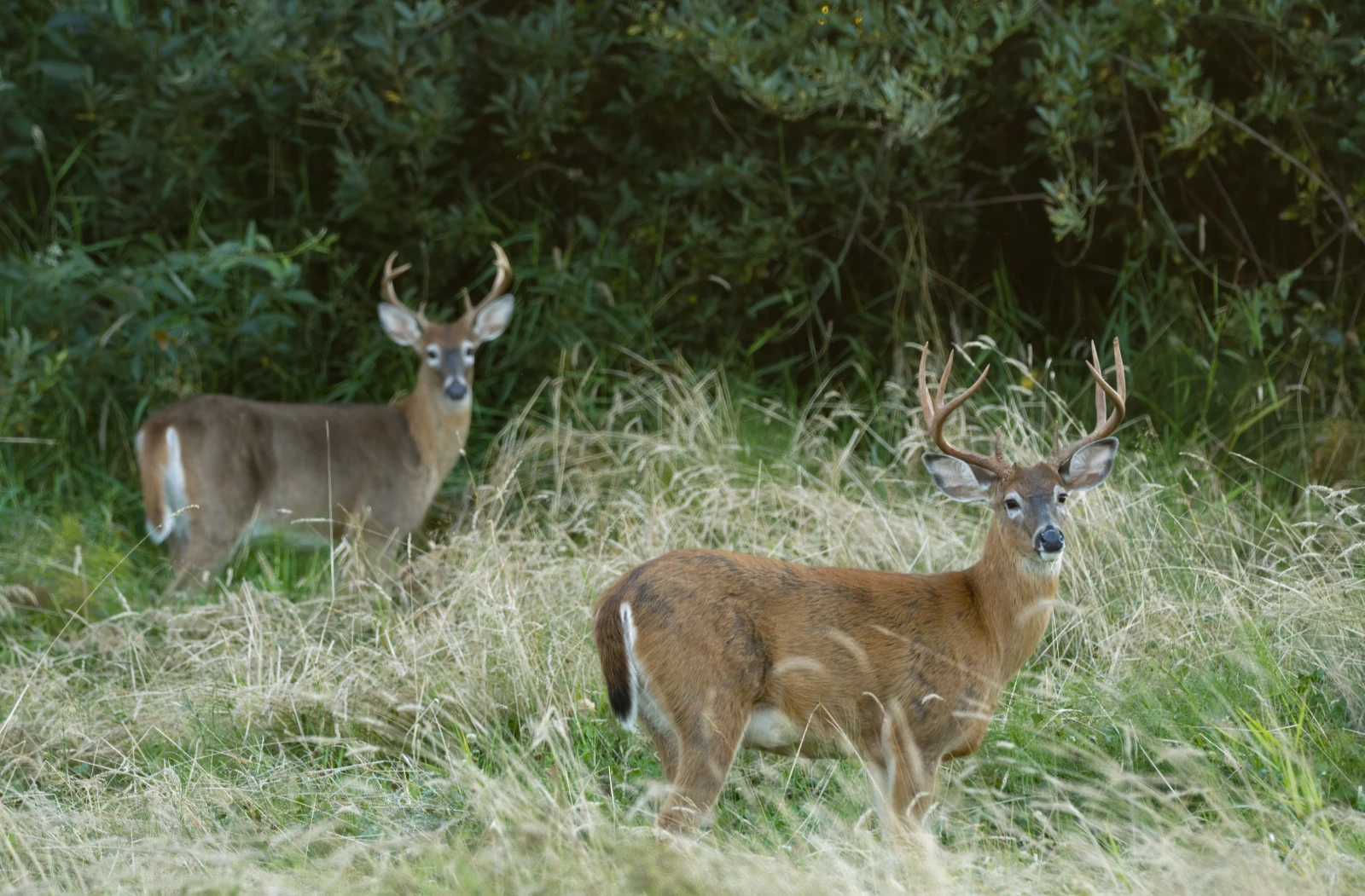 Columbian White-tailed Deer by USFWS