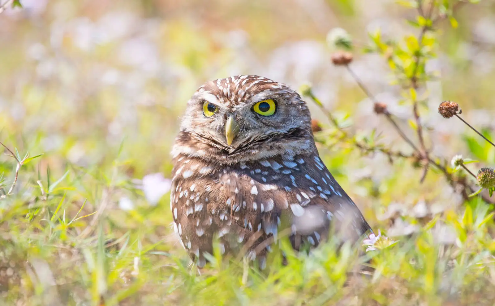 Burrowing owl