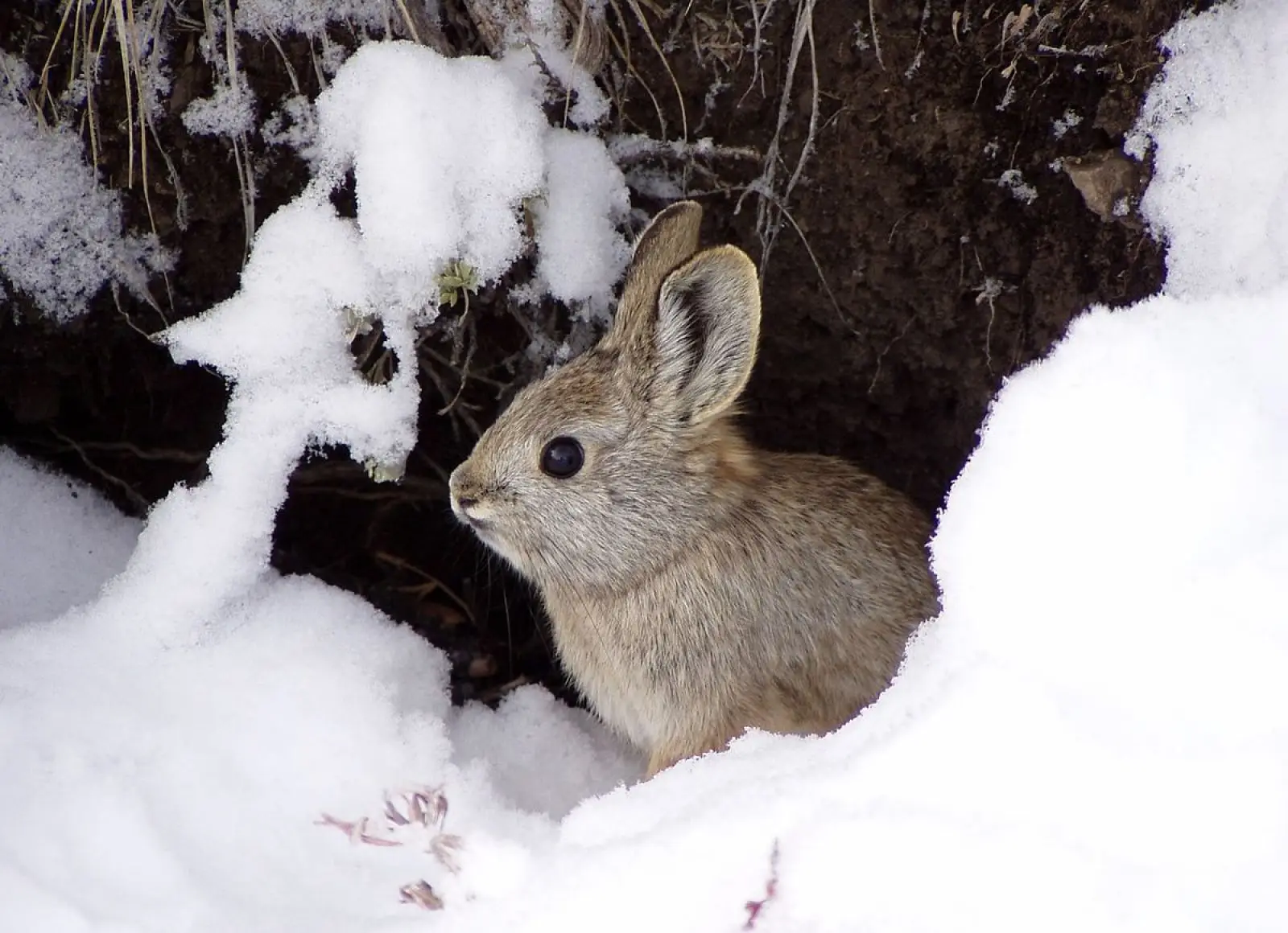 Pygmy Rabbit by H. Ulmscheider (BLM) and R. Dixon (IDFG)